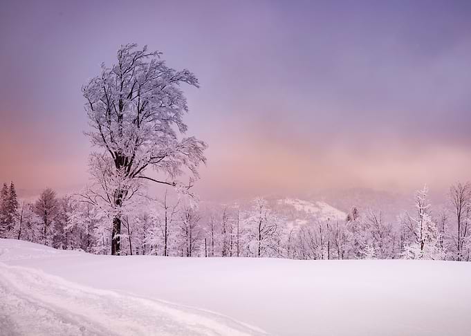Winter trees in mountains