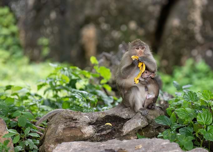 Monkey family, travel