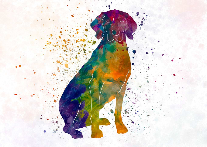Polish Hound in watercolor