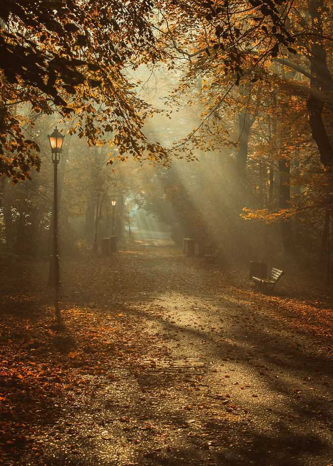 Autumn alley among trees