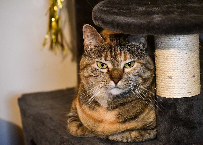 Resting Cat