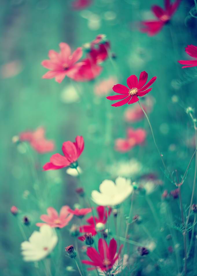 Pink flowers, macro,meadow