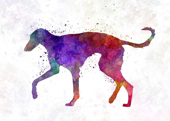 Polish Greyhound dog