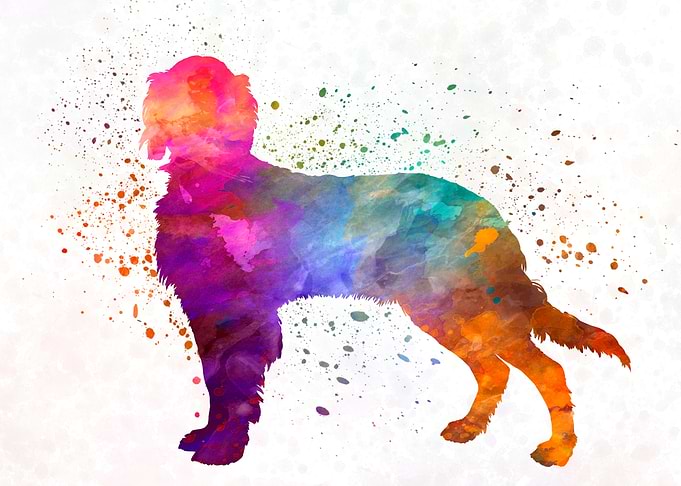 Picardy Spaniel dog
