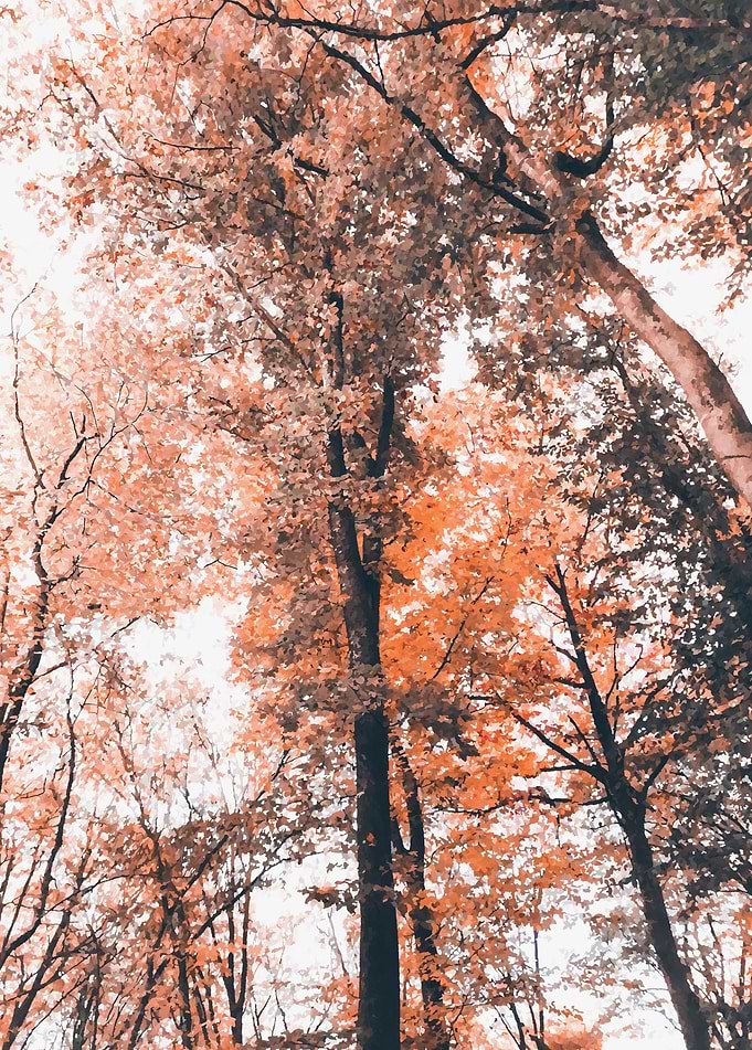 Vintage pink amber forest