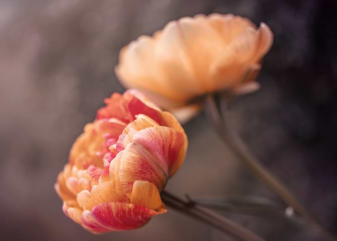Orange tulips flower macro