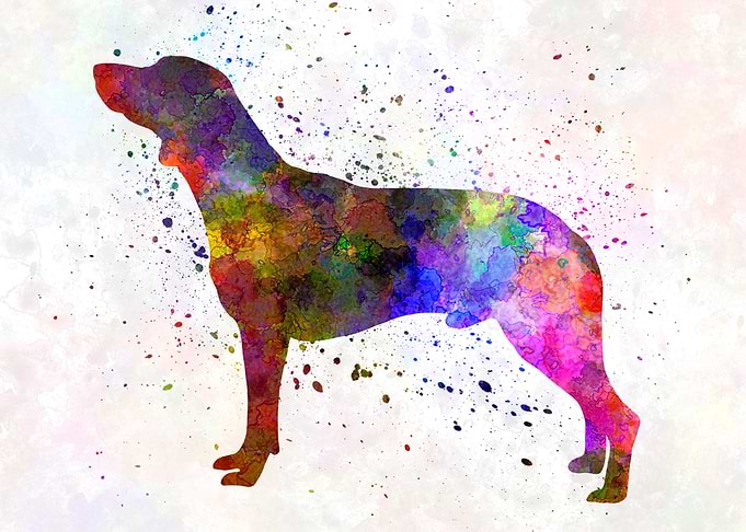 Polish Hunting Dog