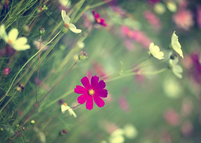 Summer floral arrangement
