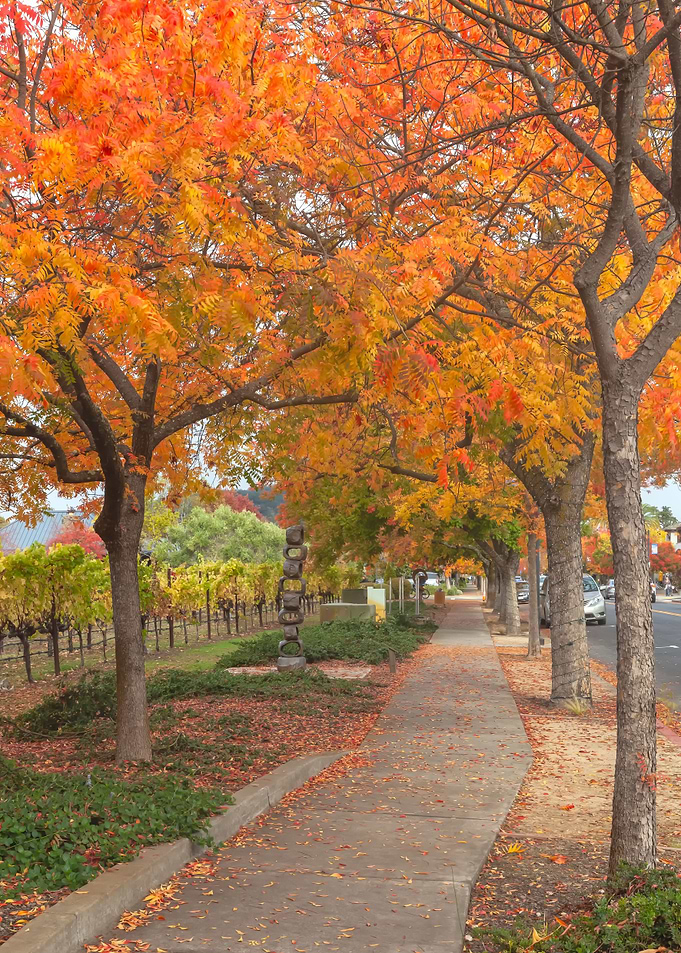 Walk under the Red Trees