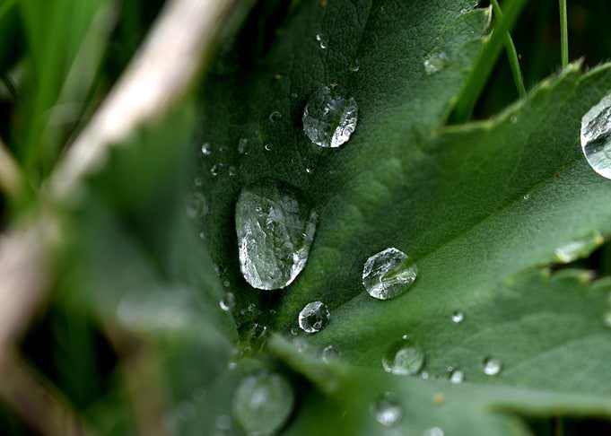 Morning dew