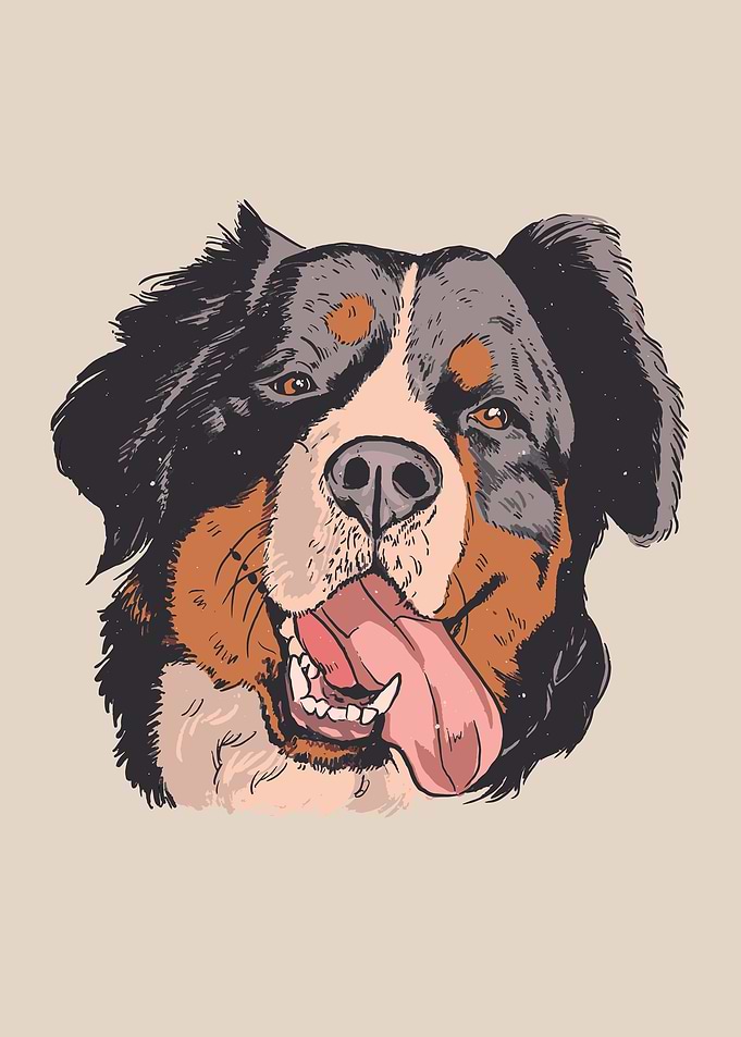 Bernese mountain dog
