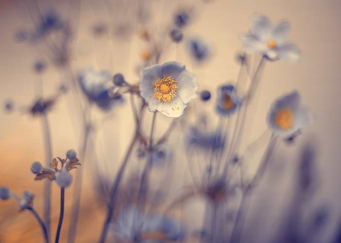 Summer anemones, macro