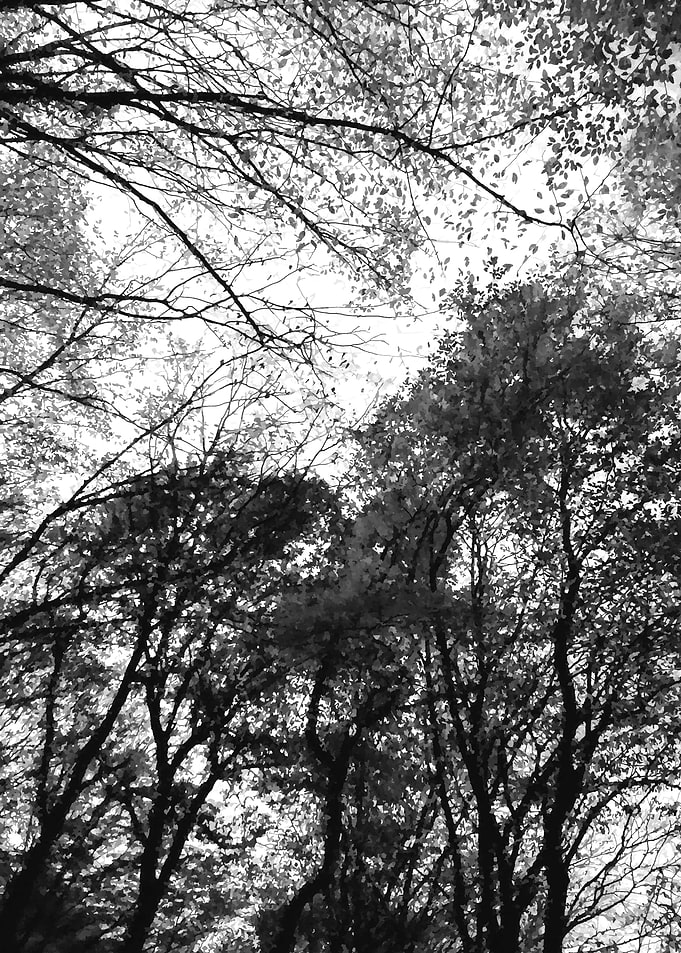 Black and white forest sky