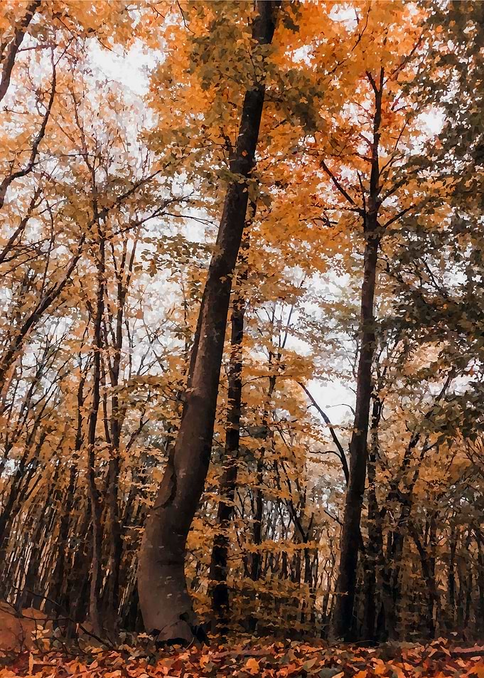 Amber forest