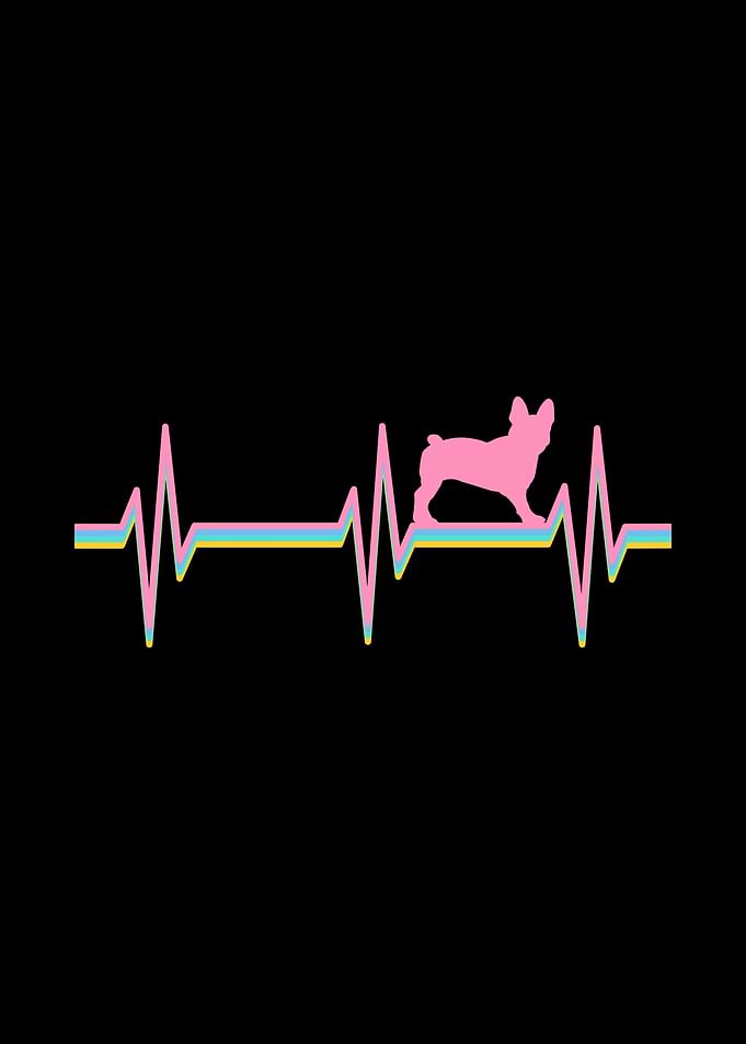 Boston Terrier Lifeline