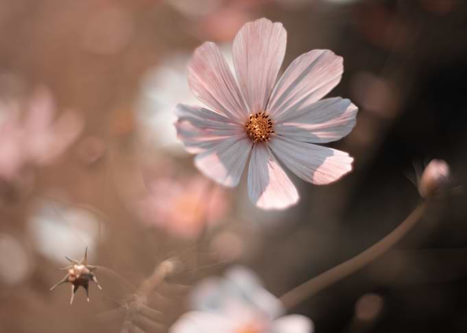 Summer pink flower, macro