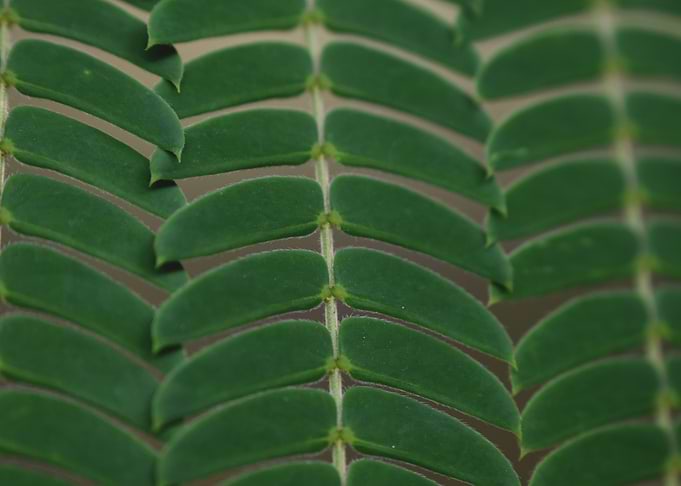 Leaf