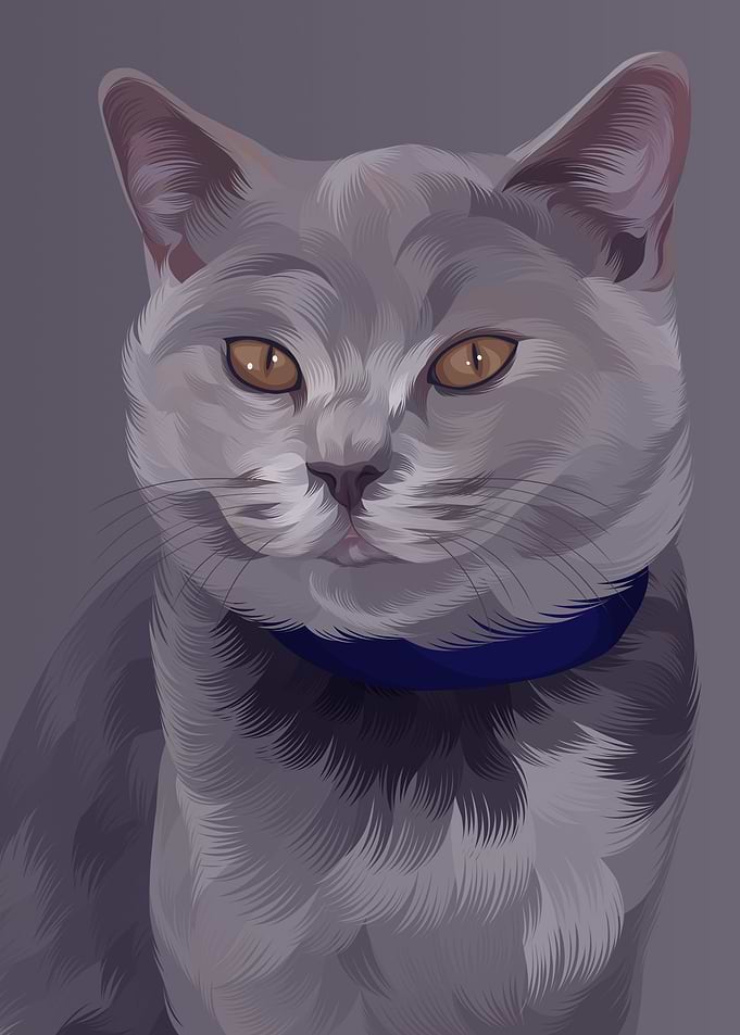 Kitten 1