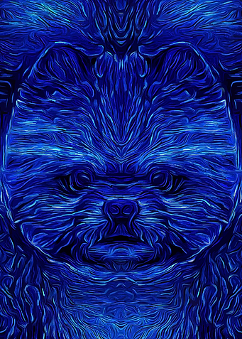 Pomeranian Fairy Night
