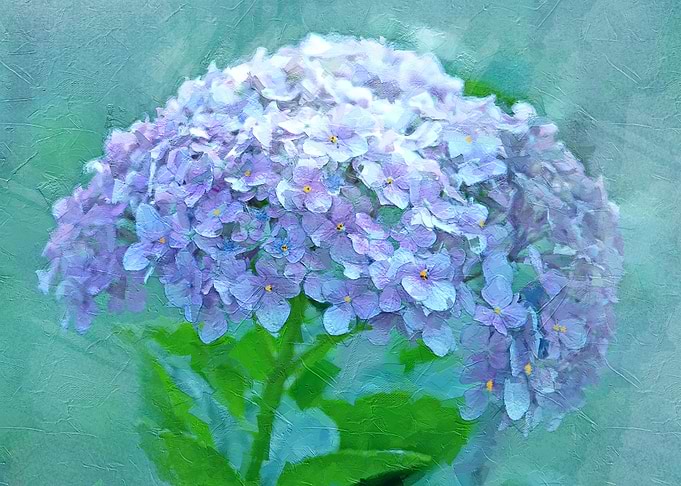 Blue Hydrangea