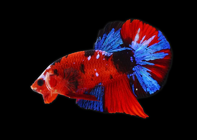 Red Koi Betta