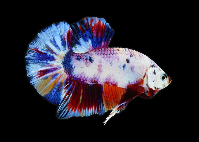 Candy Multicolor Betta