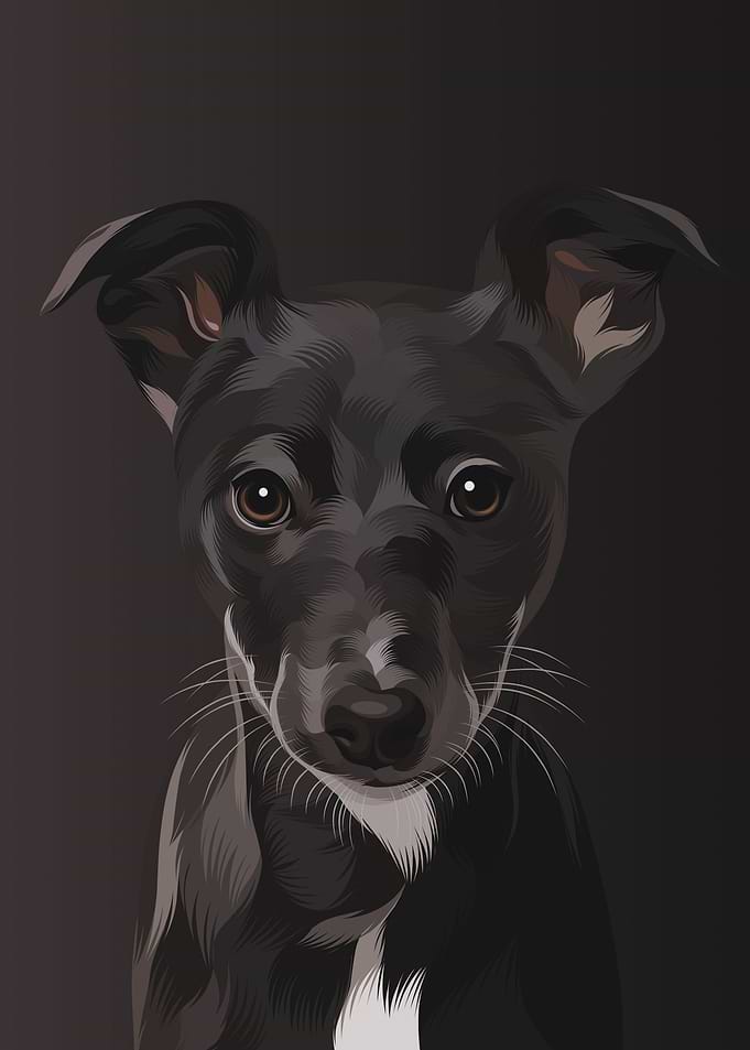 Chihuahua Potrait 2