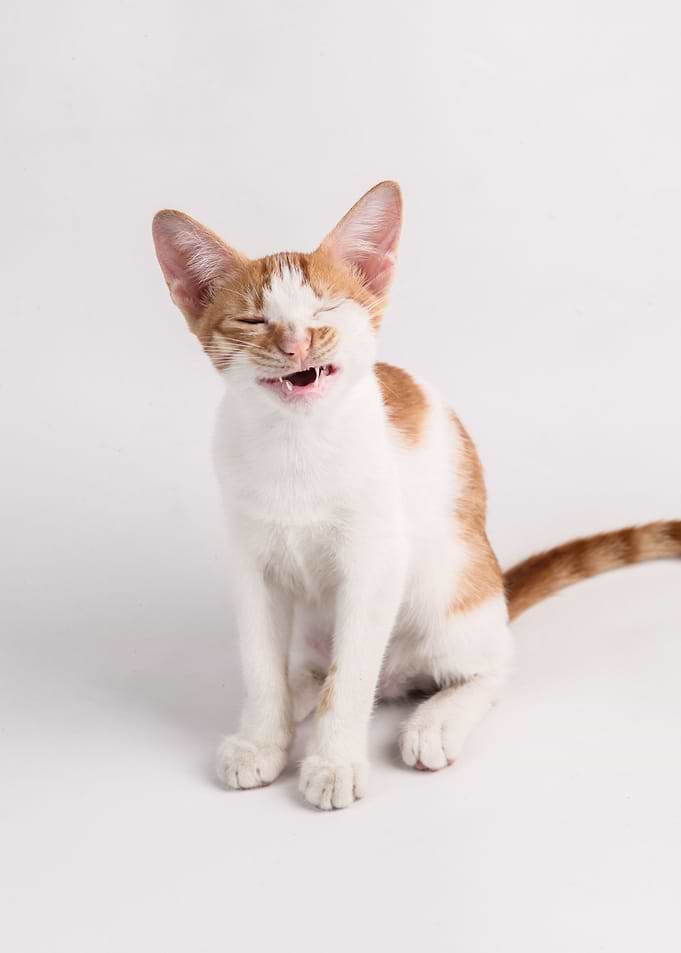 Cute Cat Poster