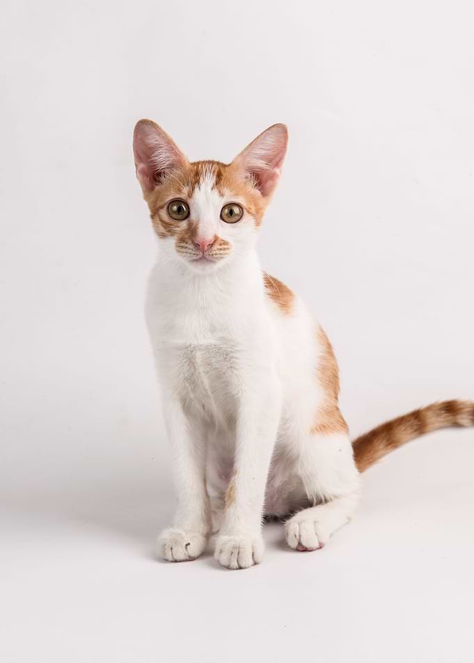 Cute Cat Poster