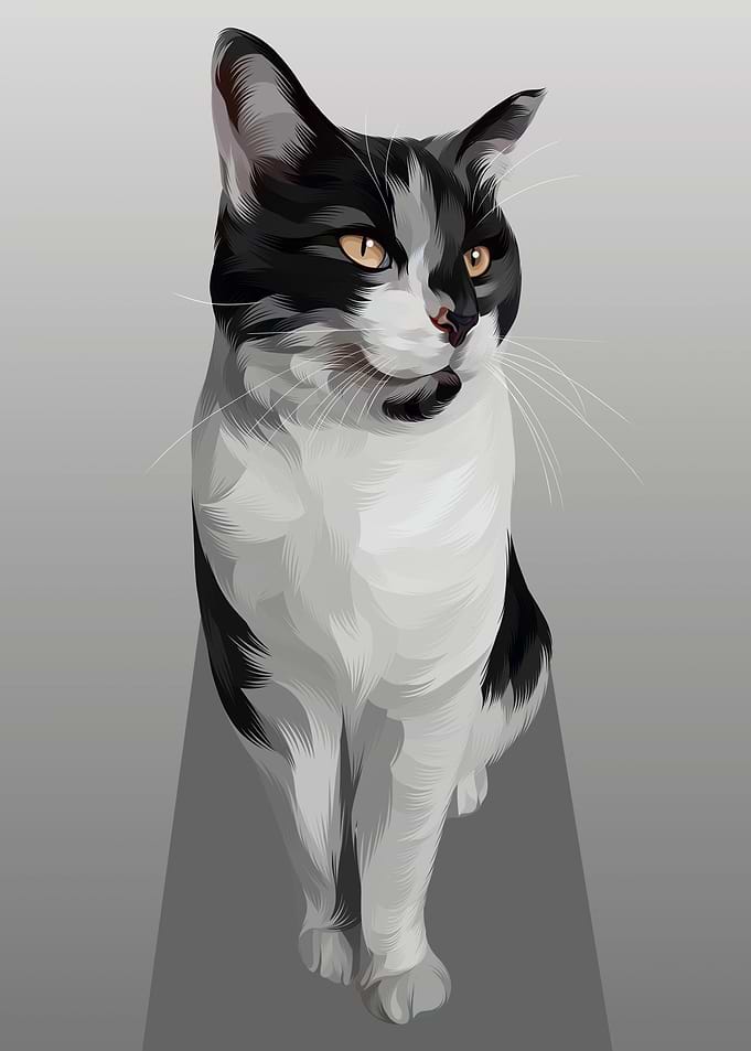 Cat 7