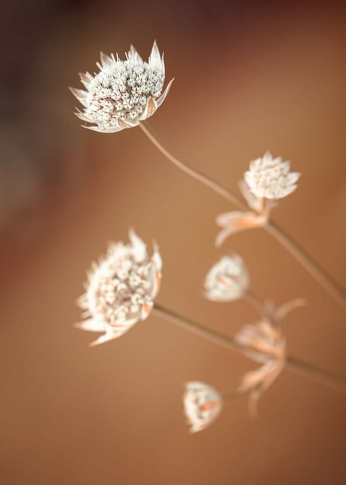 White flowers in garden