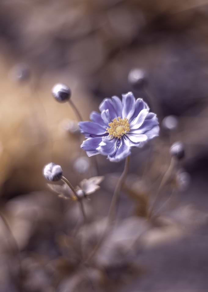Summer anemones, macro