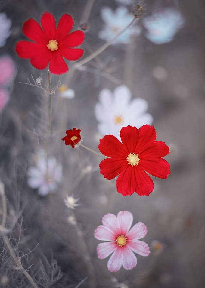 Summer garden, red flowers