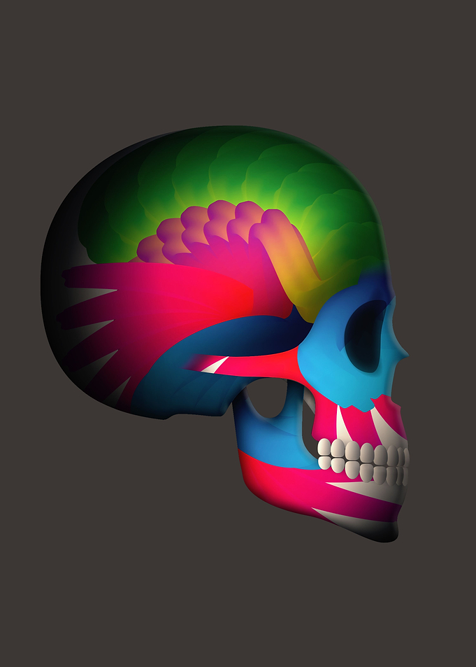 Skull with color structure