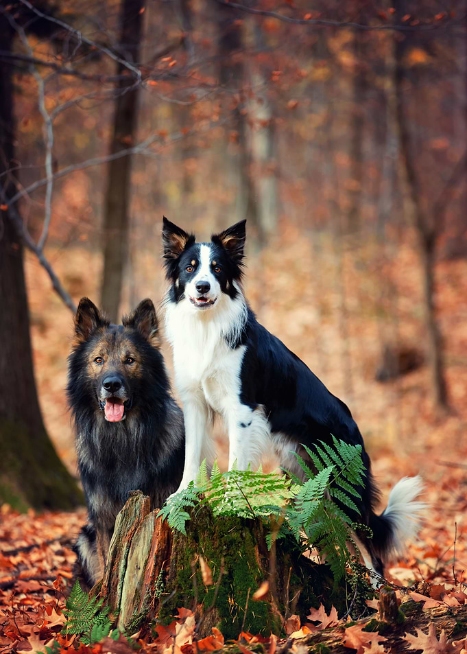 Purebred dogs and autumn