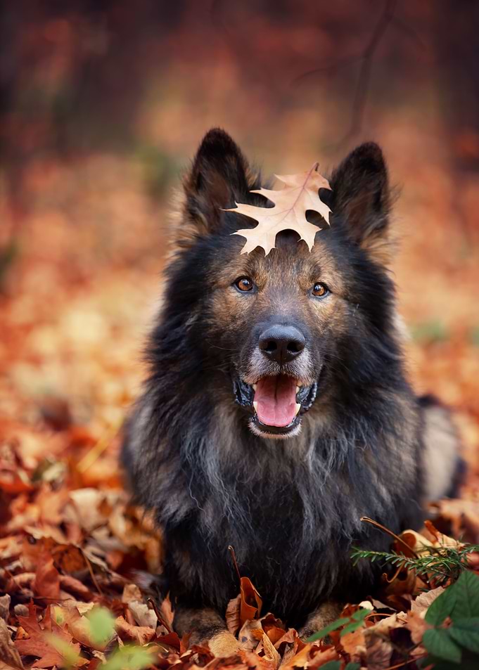 Autumn German Shepherd