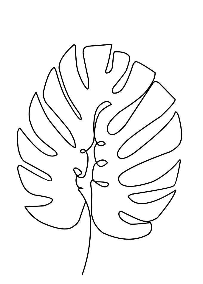 Monstera Deliciosa Leaf