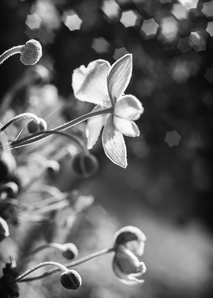 B&W, Anemones,flower,stars