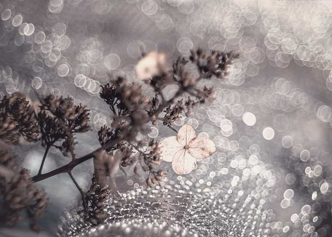 Dried hydrangea flowers