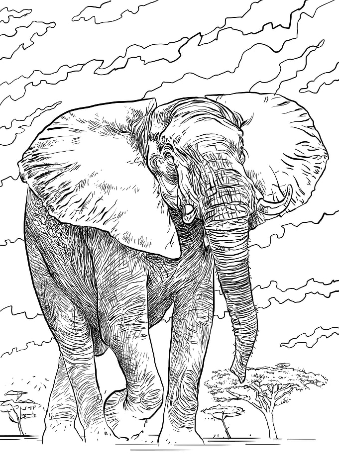 African Elephant