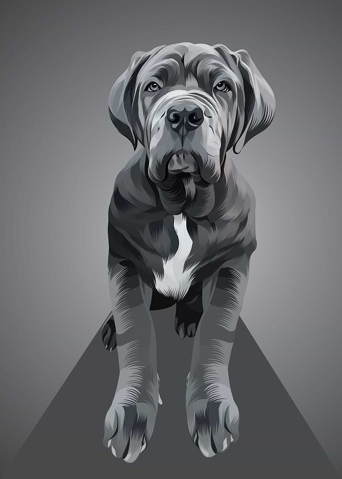 Dog 11