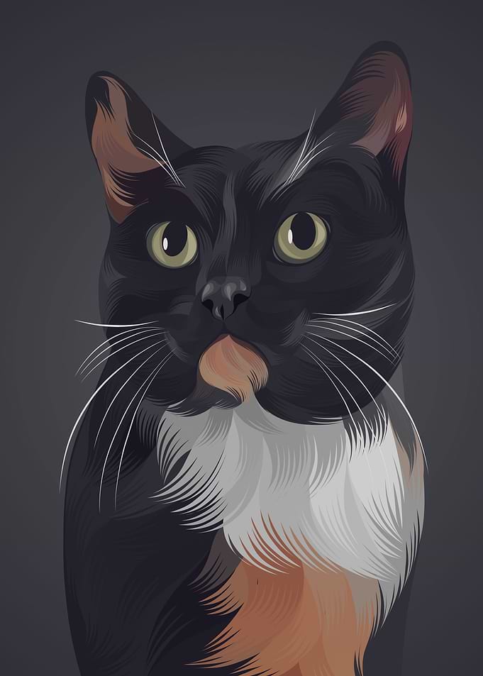 Cat 9