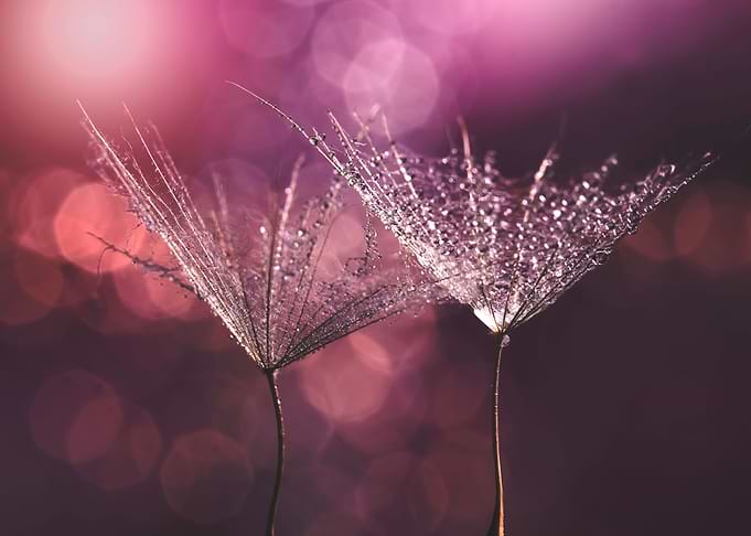 Dandelions