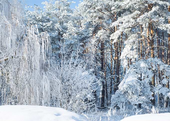 Winter 8