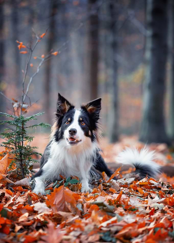 Border Collie, autumn leaf