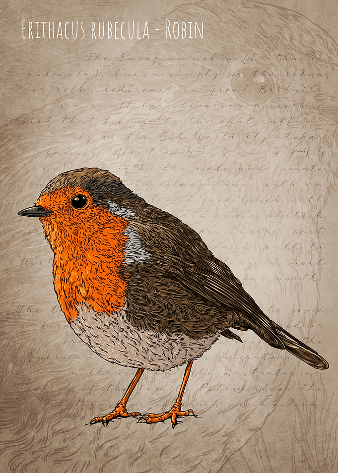 Robin
