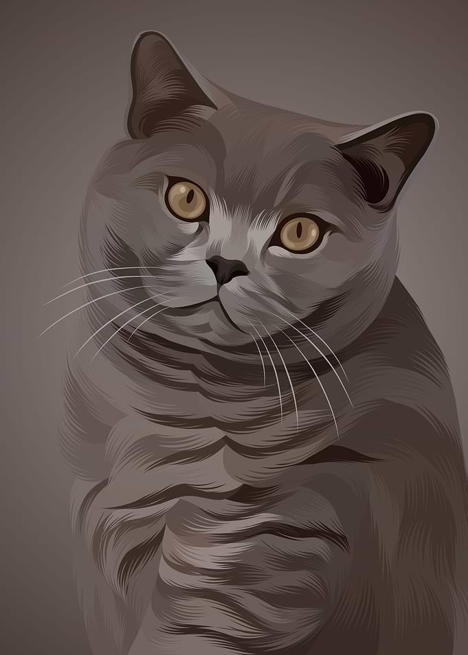 cat 10