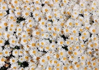 Daisy Daisy