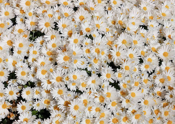 Daisy Daisy