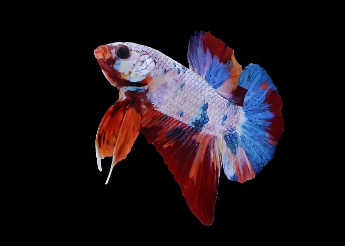 Siamese Fighting Fish